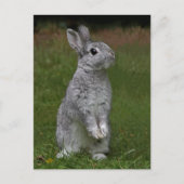 Carte postale Bébé mignonne lapin (Devant)