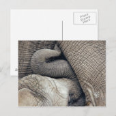 Carte Postale Bébé Nourrissant Mignonne Eléphant Nourri Par Mère (Devant / Derrière)