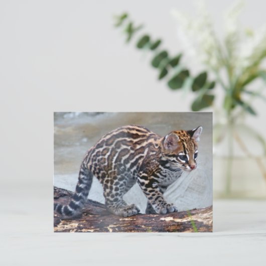 Carte Postale bébé ocelot4x6 (Debout devant)