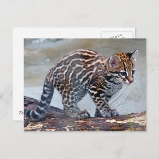Carte Postale bébé ocelot4x6 (Devant / Derrière)