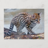 Carte Postale bébé ocelot4x6 (Devant)