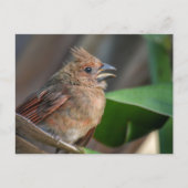Carte Postale Bébé Oiseau Cardinal Faune Photo Mignon (Devant)