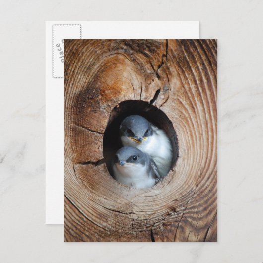 Carte Postale Bébé Oiseaux (Devant / Derrière)