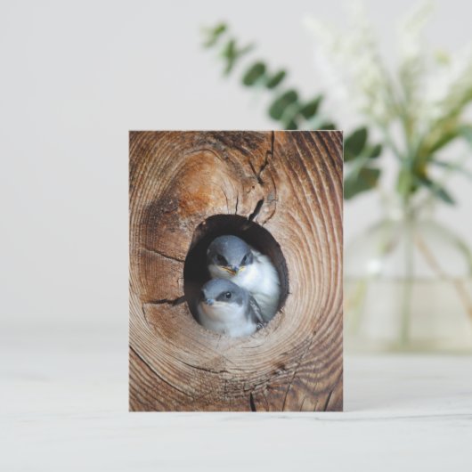 Carte Postale Bébé Oiseaux (Debout devant)