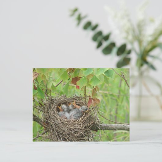 Carte Postale Bébé Oiseaux  (Debout devant)