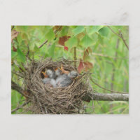 Bébé Oiseaux