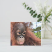 Carte Postale Bébé Orangutan à Bornéo (Debout devant)