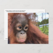 Carte Postale Bébé Orangutan à Bornéo (Devant / Derrière)