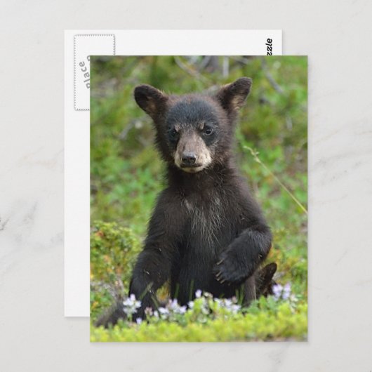 Carte Postale Bébé Ours Noir (Devant / Derrière)