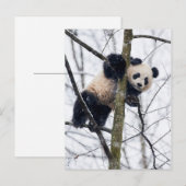 Carte Postale Bébé Panda dans l'arbre (Devant / Derrière)
