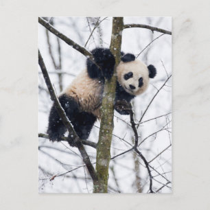 Carte Postale Bébé Panda dans l'arbre