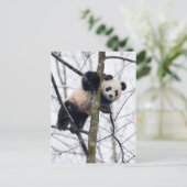 Carte Postale Bébé Panda dans l'arbre (Debout devant)