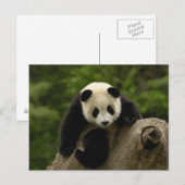 Carte Postale Bébé panda géant (Devant / Derrière)