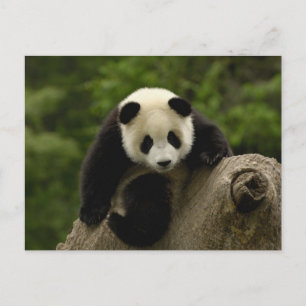 Carte Postale Bébé panda géant