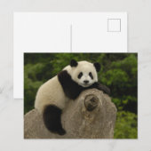 Carte Postale Bébé panda géant (Devant / Derrière)