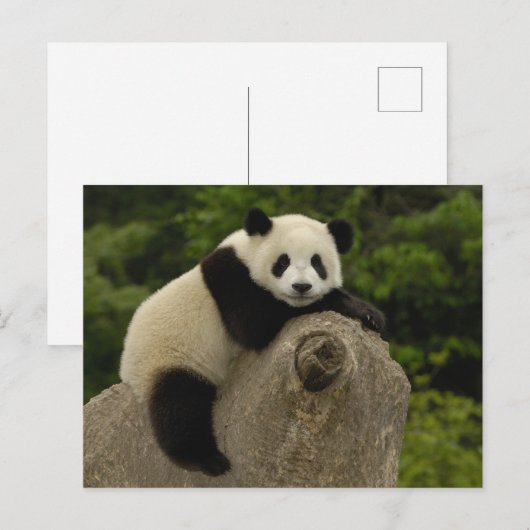 Carte Postale Bébé panda géant (Devant / Derrière)