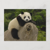 Carte Postale Bébé panda géant (Devant)
