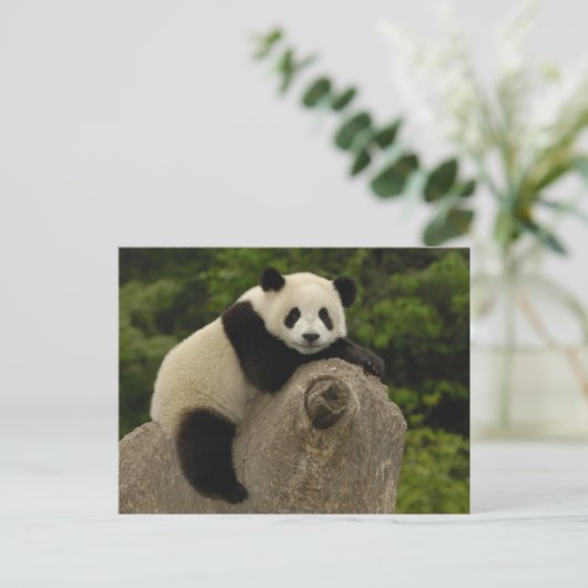 Carte Postale Bébé panda géant (Debout devant)