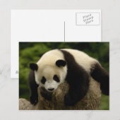 Carte Postale Bébé panda géant (Ailuropoda melanoleuca) (Devant / Derrière)