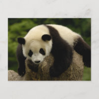 Bébé panda géant (Ailuropoda melanoleuca)