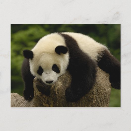 Carte Postale Bébé panda géant (Ailuropoda melanoleuca) (Devant)