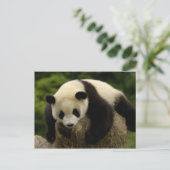 Carte Postale Bébé panda géant (Ailuropoda melanoleuca) (Debout devant)