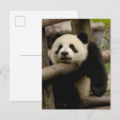 Carte Postale Bébé panda géant Ailuropoda melanoleuca) (Devant / Derrière)
