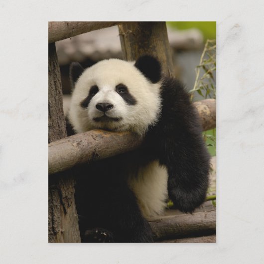 Carte Postale Bébé panda géant Ailuropoda melanoleuca) (Devant)