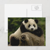 Carte Postale Bébé panda géant Ailuropoda melanoleuca) (Devant / Derrière)