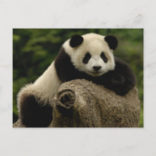 Carte Postale Bébé panda géant Ailuropoda melanoleuca)