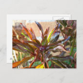 Carte Postale Bébé Peony Bud (Devant / Derrière)