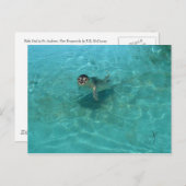 Carte Postale Bébé phoque (Devant / Derrière)