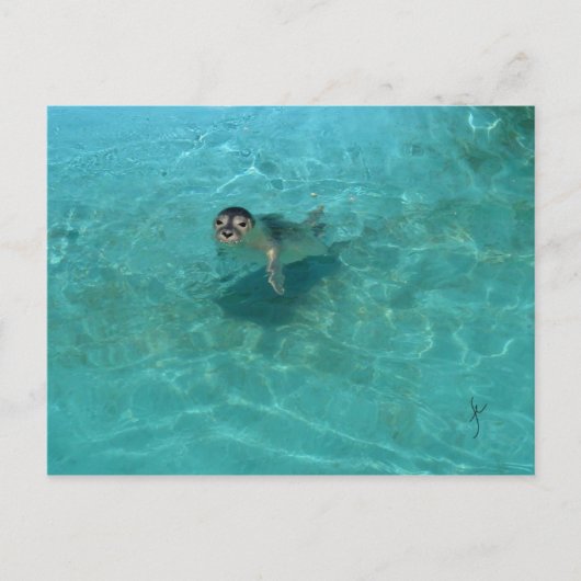 Carte Postale Bébé phoque (Devant)