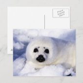 Carte Postale Bébé phoque sur glace golfe du Saint-Laurent, (Devant / Derrière)