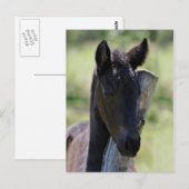 Carte Postale Bébé poulain (Devant / Derrière)
