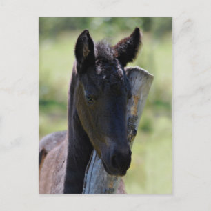 Carte Postale Bébé poulain