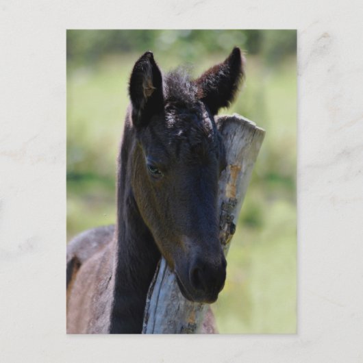 Carte Postale Bébé poulain (Devant)