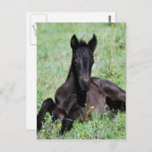 Carte Postale Bébé poulain couché dans la prairie (Devant / Derrière)