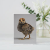 Carte Postale Bébé poulet (Debout devant)