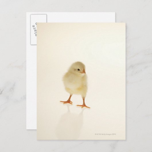 Carte Postale Bébé poulet (Devant / Derrière)
