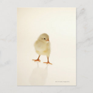 Carte Postale Bébé poulet