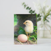 Carte Postale Bébé Poulets De Poule Avec Oeuf Rose (Debout devant)