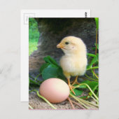 Carte Postale Bébé Poulets De Poule Avec Oeuf Rose (Devant / Derrière)
