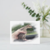 Carte Postale Bébé poussin de dinde tenue par une main (Debout devant)