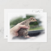 Carte Postale Bébé poussin de dinde tenue par une main (Devant / Derrière)