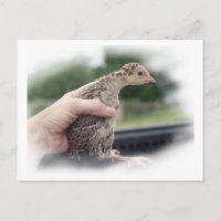 Bébé poussin de dinde tenue par une main