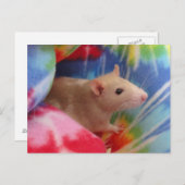 Carte Postale Bébé rat (Devant / Derrière)