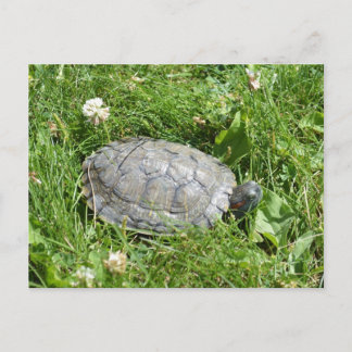 Carte Postale Bébé rouge oreille tortue coulissante
