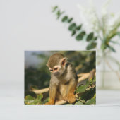 Carte Postale Bébé singe (Debout devant)