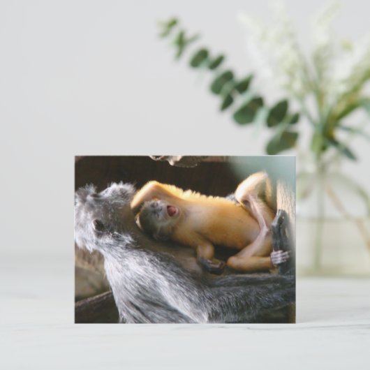 Carte Postale Bébé singe (Debout devant)